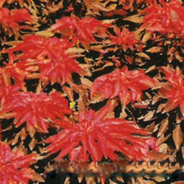 Amaranthus Tricolor Extract  